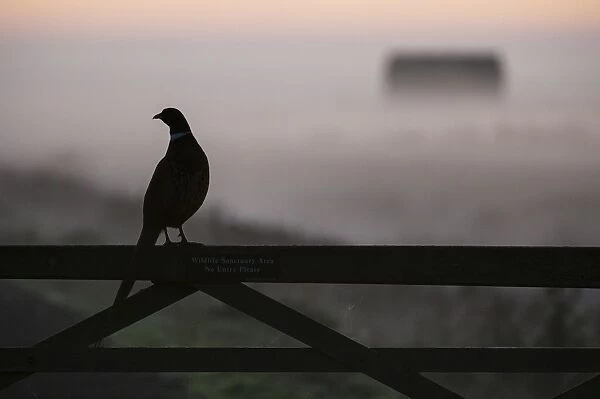 Common Pheasant (Phasianus colchicus) adult male, standing on gate, silhouetted at dawn, Elmley N. N. R