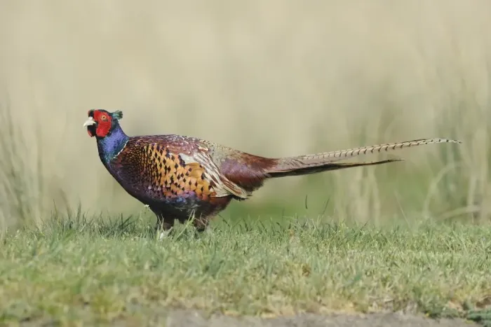 Framed Print : Common Pheasant (Phasianus colchicus) adult male, walking on grass, Texel, West Frisian Islands, Wadden Sea Framed Print : Common Pheasant (Phasianus colchicus) adult male, walking on grass, Texel, West Frisian Islands, Wadden Sea