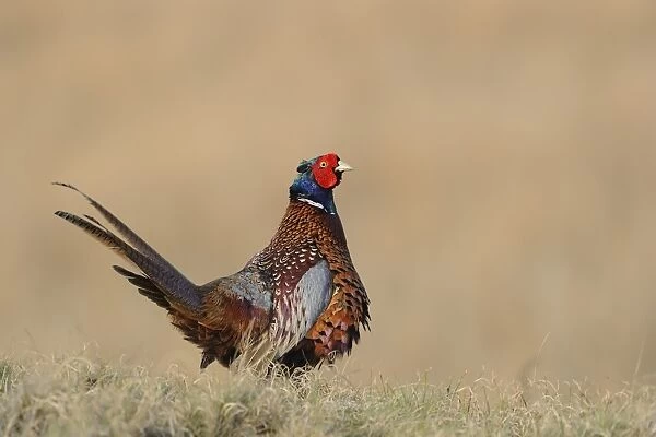 Common Pheasant (Phasianus colchicus) adult male, standing on grass, Texel, West Frisian Islands, Wadden Sea