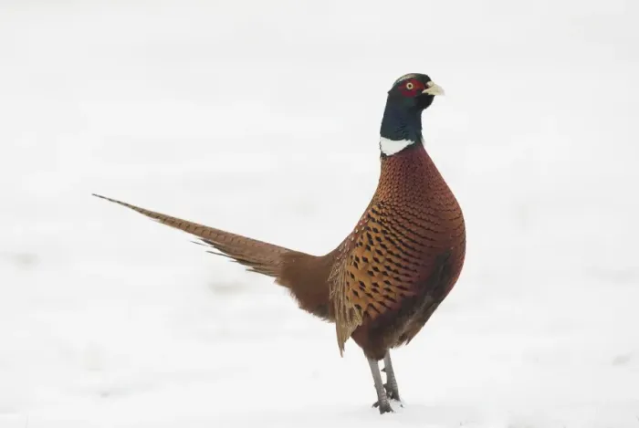Framed Print : Common Pheasant (Phasianus colchicus) adult male, standing on snow, Yorkshire, England Framed Print : Common Pheasant (Phasianus colchicus) adult male, standing on snow, Yorkshire, England