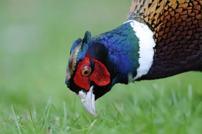 Framed Print : Common Pheasant (Phasianus colchicus) adult male, close-up of head, foraging amongst grass, Oxfordshire, England, february Framed Print : Common Pheasant (Phasianus colchicus) adult male, close-up of head, foraging amongst grass, Oxfordshire, England, february