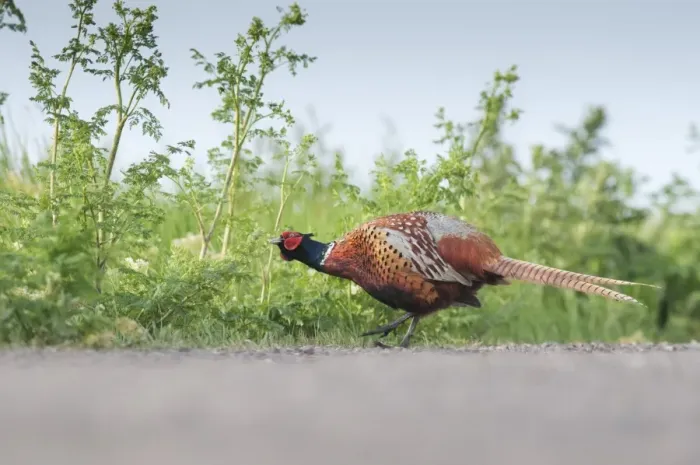 Framed Print : Common Pheasant (Phasianus colchicus) adult male, feeding on vegetation beside track, North Kent Marshes, Isle of Sheppey, Kent, England, may Framed Print : Common Pheasant (Phasianus colchicus) adult male, feeding on vegetation beside track, North Kent Marshes, Isle of Sheppey, Kent, England, may