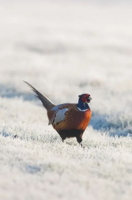 Framed Print : Common Pheasant (Phasianus colchicus) adult male, walking on frost covered grass, North Kent Marshes, Isle of Sheppey, Kent, England, march Framed Print : Common Pheasant (Phasianus colchicus) adult male, walking on frost covered grass, North Kent Marshes, Isle of Sheppey, Kent, England, march