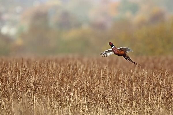 Common Pheasant (Phasianus colchicus) adult male, in flight over reedbed, Strumpshaw Fen RSPB Reserve, River Yare, The Broads, Norfolk, England, november