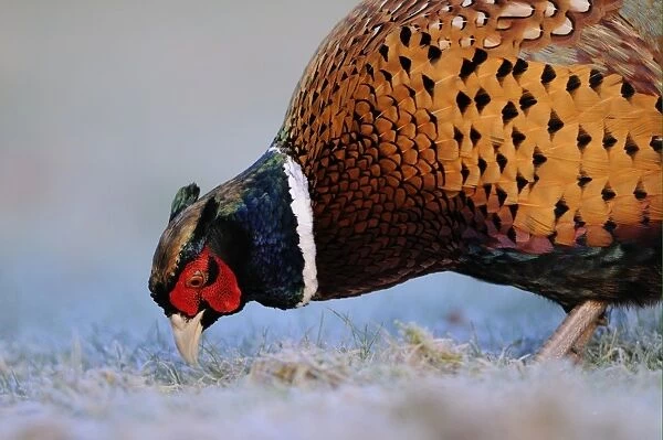 Common Pheasant (Phasianus colchicus) adult male, close-up of head and chest, foraging on frosty ground, Oxfordshire, England, january
