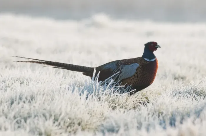 Framed Print : Common Pheasant (Phasianus colchicus) adult male, walking on frost covered grass, North Kent Marshes, Isle of Sheppey, Kent, England, march