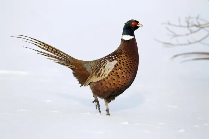Framed Print : Common Pheasant (Phasianus colchicus) adult male, walking in snow, Midlands, England, december Framed Print : Common Pheasant (Phasianus colchicus) adult male, walking in snow, Midlands, England, december