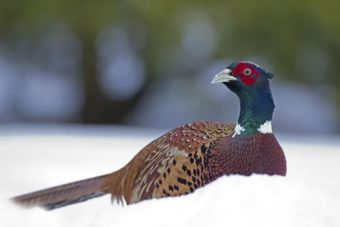 Framed Print : Common Pheasant (Phasianus colchicus) adult male, standing in snow covered garden, Chirnside, Berwickshire, Scotland, december Framed Print : Common Pheasant (Phasianus colchicus) adult male, standing in snow covered garden, Chirnside, Berwickshire, Scotland, december