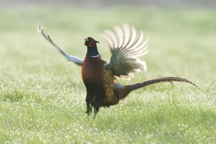 Framed Print : Common Pheasant (Phasianus colchicus) adult male, displaying in dew covered grass, North Kent Marshes, Isle of Sheppey, Kent, England, april Framed Print : Common Pheasant (Phasianus colchicus) adult male, displaying in dew covered grass, North Kent Marshes, Isle of Sheppey, Kent, England, april