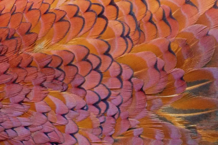 Framed Print : Common Pheasant (Phasianus colchicus) adult male, close-up of feathers, Berwickshire, Scottish Borders, Scotland, march Framed Print : Common Pheasant (Phasianus colchicus) adult male, close-up of feathers, Berwickshire, Scottish Borders, Scotland, march