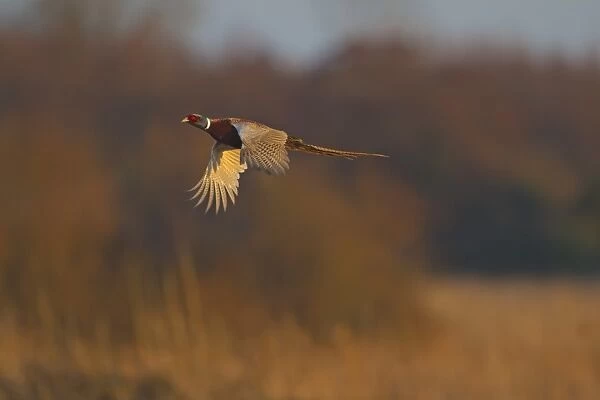 Common Pheasant (Phasianus colchicus) adult male, in flight, Norfolk, England, february