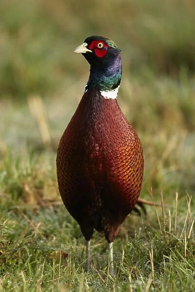 Common Pheasant (Phasianus colchicus) adult male, standing in field, Shropshire, England, december