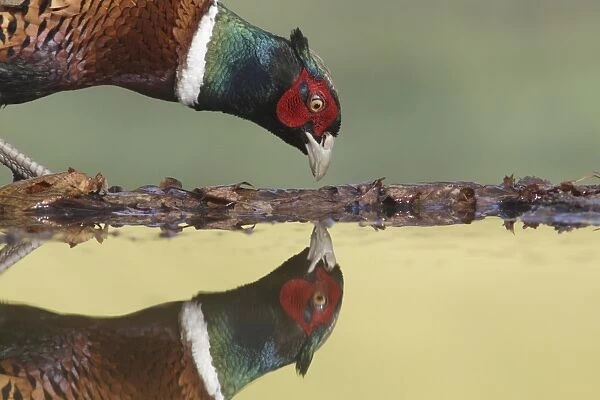Common Pheasant (Phasianus colchicus) adult male, close-up of head, standing at edge of pool, with reflection