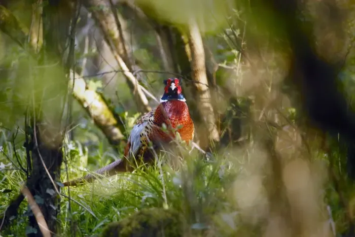 Framed Print : Common Pheasant (Phasianus colchicus) adult male, standing amongst vegetation in woodland, Woods Mill Nature Reserve
