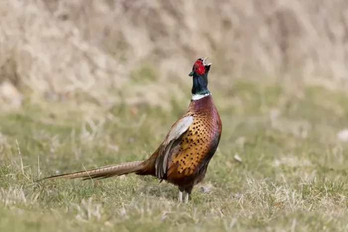 Framed Print : Common Pheasant (Phasianus colchicus) adult male, calling, standing on grass, Suffolk, England, April