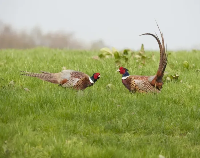 Framed Print : Common Pheasant (Phasianus colchicus) two adult males, fighting, Whitewell, Lancashire, England, april Framed Print : Common Pheasant (Phasianus colchicus) two adult males, fighting, Whitewell, Lancashire, England, april