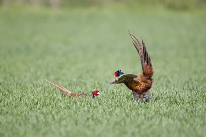 Framed Print : Common Pheasant (Phasianus colchicus) two adult males, fighting in field, Suffolk, England, april Framed Print : Common Pheasant (Phasianus colchicus) two adult males, fighting in field, Suffolk, England, april