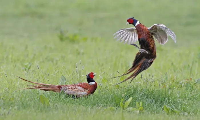 Framed Print : Common Pheasant (Phasianus colchicus) two adult males, fighting in field, Leicestershire, England, may Framed Print : Common Pheasant (Phasianus colchicus) two adult males, fighting in field, Leicestershire, England, may