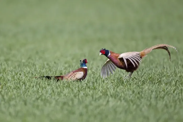 Framed Print : Common Pheasant (Phasianus colchicus) two adult males, fighting in field, Suffolk, England, april