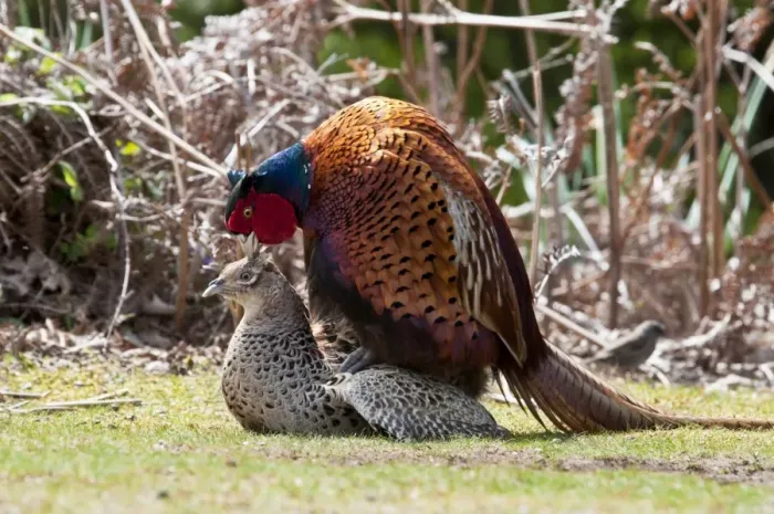 Framed Print : Common Pheasant (Phasianus colchicus) adult pair, mating, Minsmere RSPB Reserve, Suffolk, England, may Framed Print : Common Pheasant (Phasianus colchicus) adult pair, mating, Minsmere RSPB Reserve, Suffolk, England, may