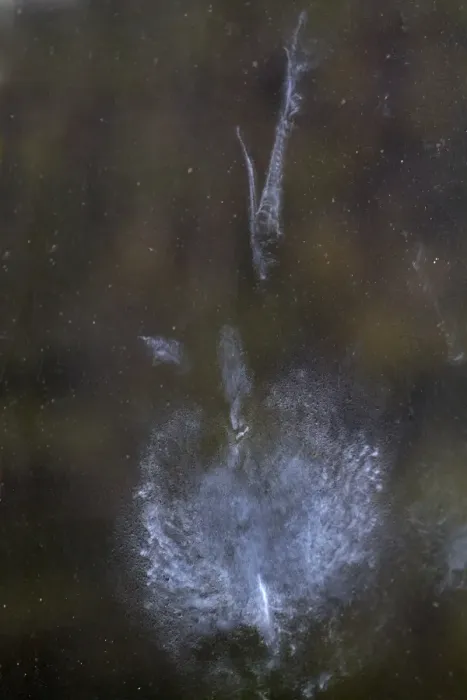 Framed Print : Common Pheasant (Phasianus colchicus) powder down imprint on glass after collision with window, Norfolk, England