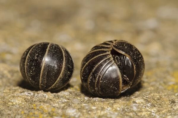 Common Pill Millipede (Glomeris marginata) two adults, rolled up in defensive balls with one just beginning to open up