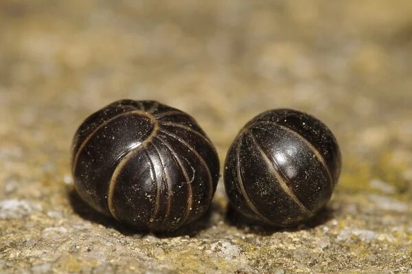 Common Pill Millipede (Glomeris marginata) two adults, rolled up in defensive balls, in garden, Belvedere, Bexley