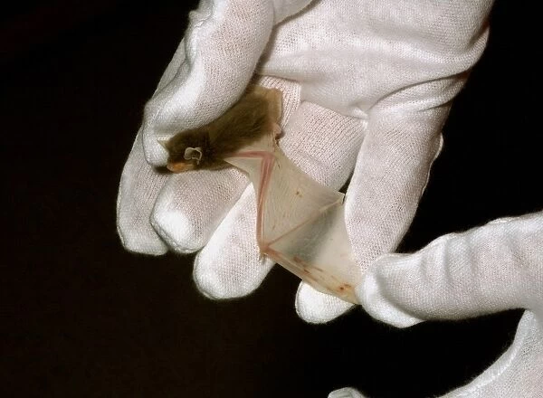 Common Pipistrelle (Pipistrellus pipistrellus) leuistic adult, being examined in gloved hand, Sussex, England, July