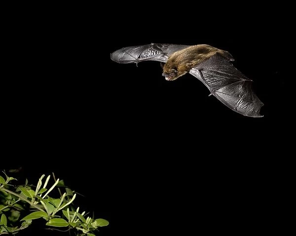 Common Pipistrelle (Pipistrellus pipistrellus) adult, in flight over honeysuckle at night, Sussex, England, September