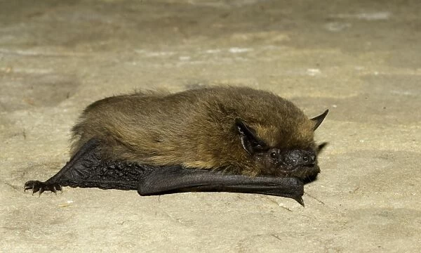 Common Pipistrelle (Pipistrellus pipistrellus) adult, resting on stone, Sussex, England, September