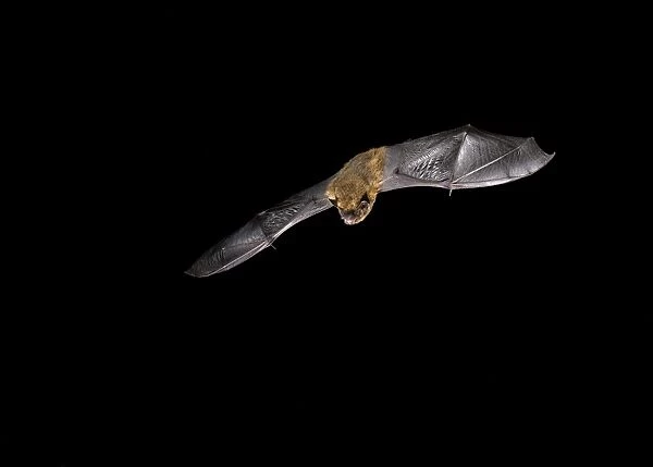 Common Pipistrelle (Pipistrellus pipistrellus) adult, in flight at night, Sussex, England, September