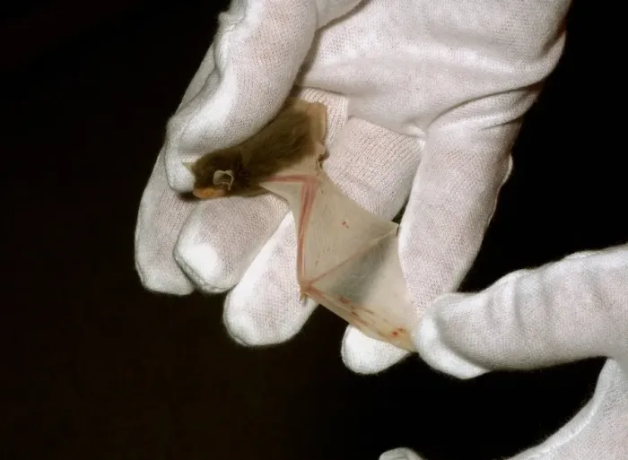 Framed Print : Common Pipistrelle (Pipistrellus pipistrellus) leuistic adult, being examined in gloved hand, Sussex, England, July