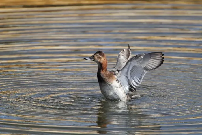 Framed Print : Common Pochard (Aythya ferina) adult female, shaking wings after bathing and preening, Hertfordshire, England, march Framed Print : Common Pochard (Aythya ferina) adult female, shaking wings after bathing and preening, Hertfordshire, England, march