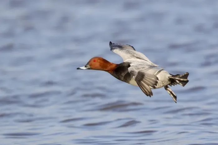 Framed Print : Common Pochard (Aythya ferina) adult male, in flight, landing on water, Slimbridge, Gloucestershire, England, January Framed Print : Common Pochard (Aythya ferina) adult male, in flight, landing on water, Slimbridge, Gloucestershire, England, January