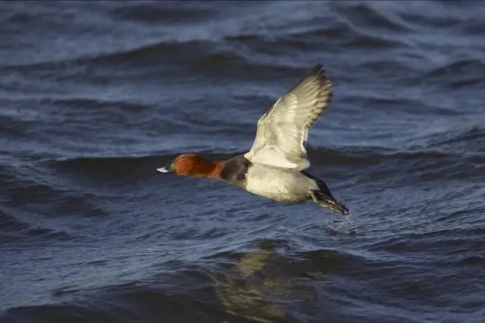 Framed Print : Common Pochard (Aythya ferina) adult male, in flight, taking off from water, Ouse Washes, Norfolk, England, winter Framed Print : Common Pochard (Aythya ferina) adult male, in flight, taking off from water, Ouse Washes, Norfolk, England, winter