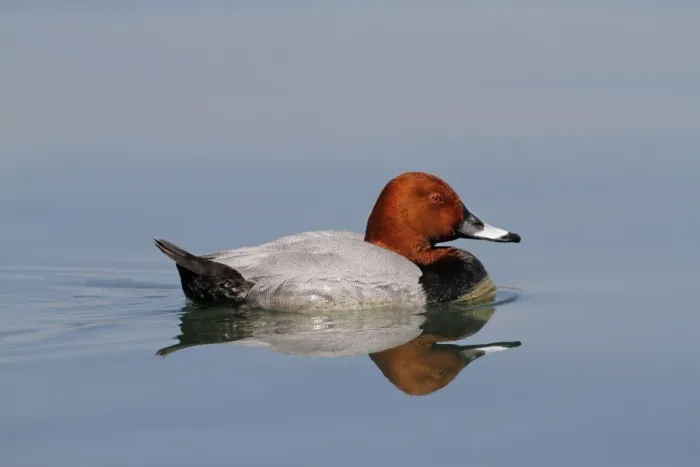 Framed Print : Common Pochard (Aythya ferina) adult male, swimming on lake at dawn, Lake Geneva, Switzerland, April Framed Print : Common Pochard (Aythya ferina) adult male, swimming on lake at dawn, Lake Geneva, Switzerland, April