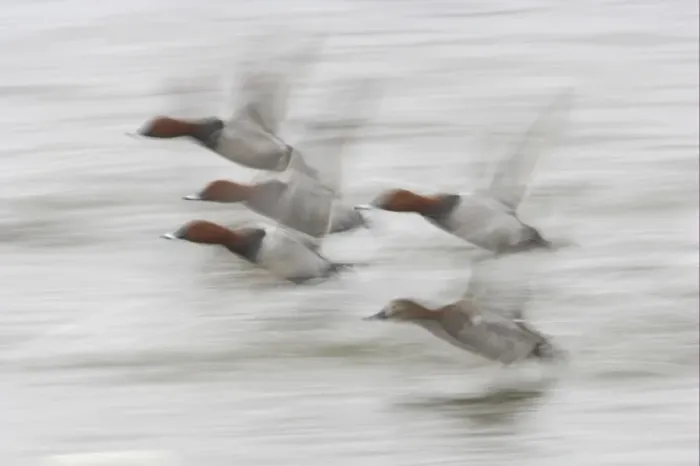 Framed Print : Common Pochard (Aythya ferina) adult males and female, in flight, taking off from water, blurred movement, Welney W. W. T. Reserve, Ouse Washes, Norfolk, England, winter Framed Print : Common Pochard (Aythya ferina) adult males and female, in flight, taking off from water, blurred movement, Welney W. W. T. Reserve, Ouse Washes, Norfolk, England, winter