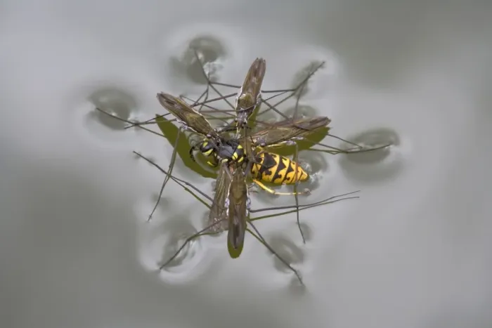 Framed Print : Common Pond Skater (Gerris lacustris) four adults, feeding on Common Wasp (Vespula vulgaris) Framed Print : Common Pond Skater (Gerris lacustris) four adults, feeding on Common Wasp (Vespula vulgaris)