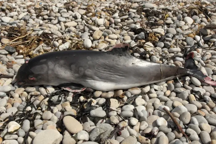 Framed Print : Common Porpoise (Phocoena phocoena) dead adult, washed up on pebble beach, Chesil Beach, Dorset, England, August Framed Print : Common Porpoise (Phocoena phocoena) dead adult, washed up on pebble beach, Chesil Beach, Dorset, England, August