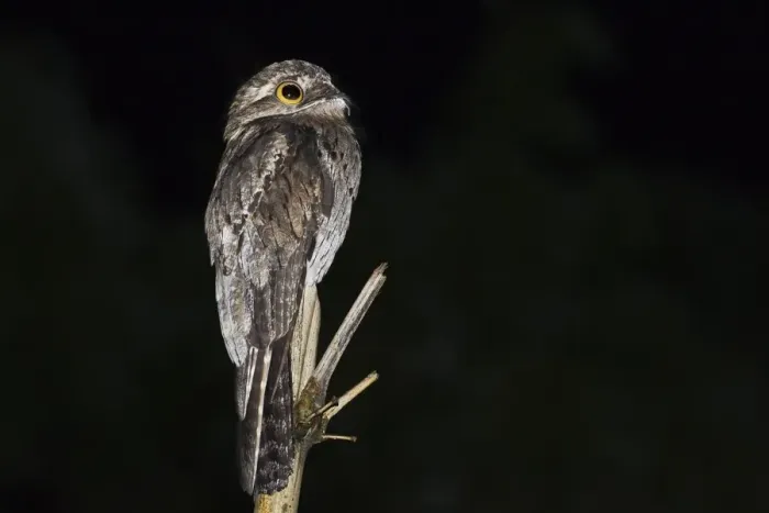 Framed Print : Common Potoo (Nyctibius griseus) adult, perched on stem at night, Tobago, Trinidad and Tobago, November