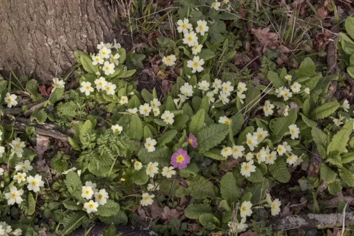 Framed Print : Common Primrose flowering on woodland edge with one pink flower (sibthorpii) Framed Print : Common Primrose flowering on woodland edge with one pink flower (sibthorpii)