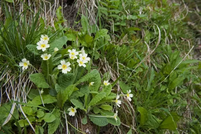 Framed Print : Common Primrose (Primula vulgaris) flowering, growing on riverbank, England, april Framed Print : Common Primrose (Primula vulgaris) flowering, growing on riverbank, England, april