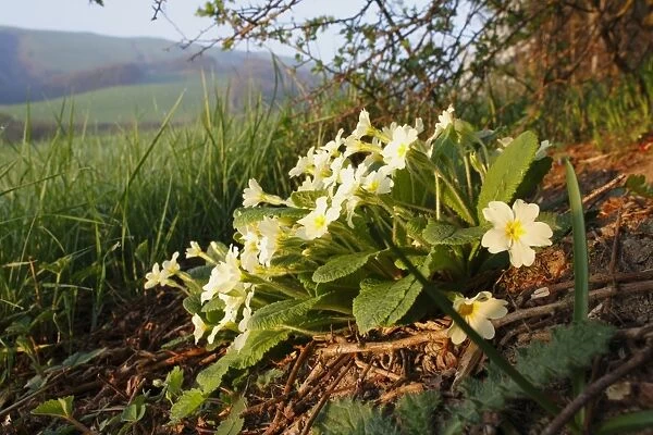 Common Primrose (Primula vulgaris) flowering, growing at base of hedgerow, Powys, Wales, april