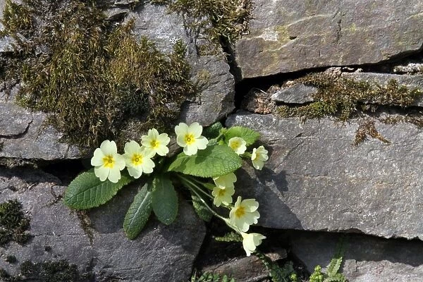 Common Primrose (Primula vulgaris) flowering, growing on moss covered stone wall, Northern Italy, march
