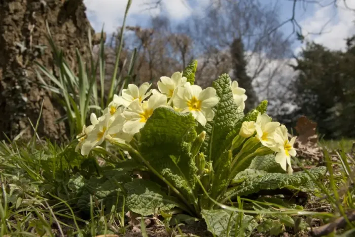Framed Print : Common Primrose (Primula vulgaris) flowering, England, April Framed Print : Common Primrose (Primula vulgaris) flowering, England, April