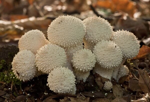 Common Puffball (Lycoperdon perlatum) fruiting bodies, growing in deep shade, New Forest, Hampshire, England, september