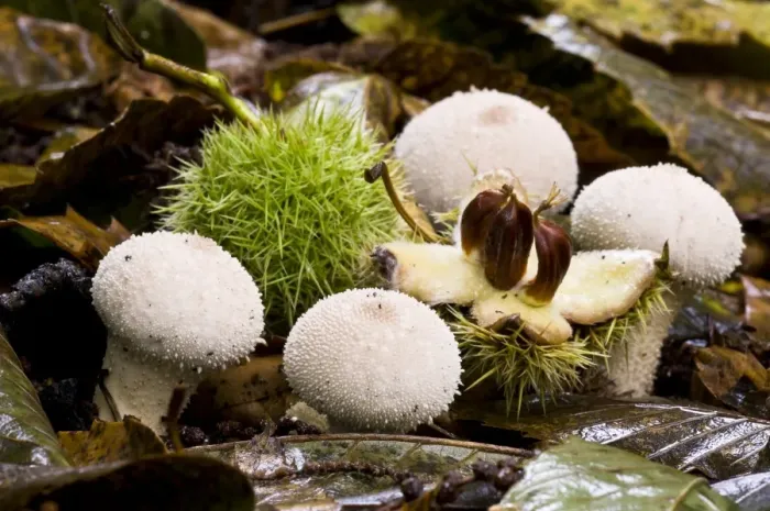 Framed Print : Common Puffball (Lycoperdon perlatum) fruiting bodies, growing amongst Sweet Chestnut (Castanea sativa) Framed Print : Common Puffball (Lycoperdon perlatum) fruiting bodies, growing amongst Sweet Chestnut (Castanea sativa)