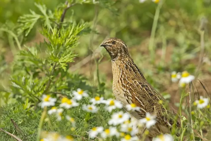 Framed Print : Common Quail (Coturnix coturnix) adult male, standing amongst weeds on set-a-side field in farmland, Warwickshire, England, june Framed Print : Common Quail (Coturnix coturnix) adult male, standing amongst weeds on set-a-side field in farmland, Warwickshire, England, june