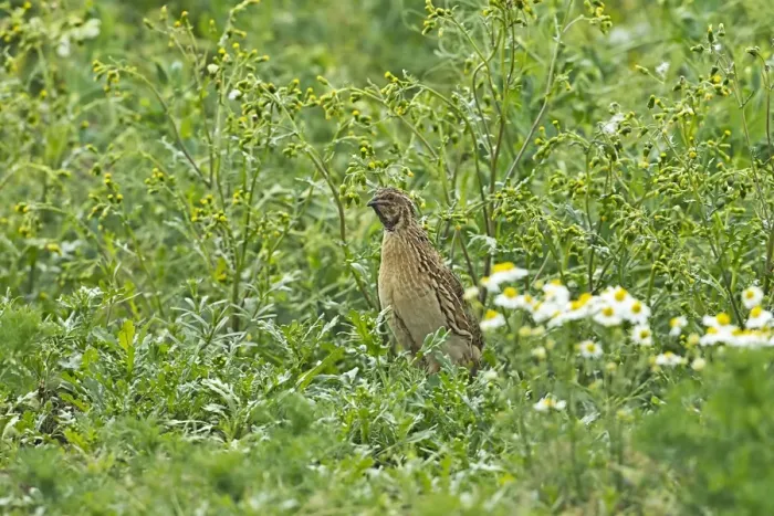 Framed Print : Common Quail (Coturnix coturnix) adult male, standing amongst weeds on set-a-side field in farmland, Warwickshire, England, june