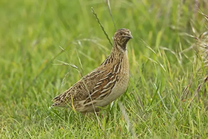 Framed Print : Common Quail (Coturnix coturnix) adult male, standing on set-a-side field in farmland, Warwickshire, England, june Framed Print : Common Quail (Coturnix coturnix) adult male, standing on set-a-side field in farmland, Warwickshire, England, june